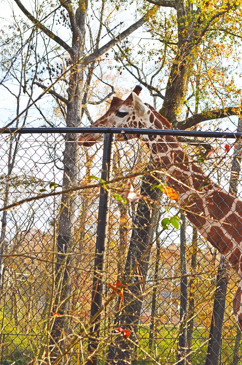 Our Birmingham Zoo Birthday Tradition